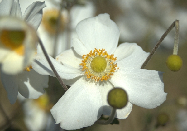 Fleurs